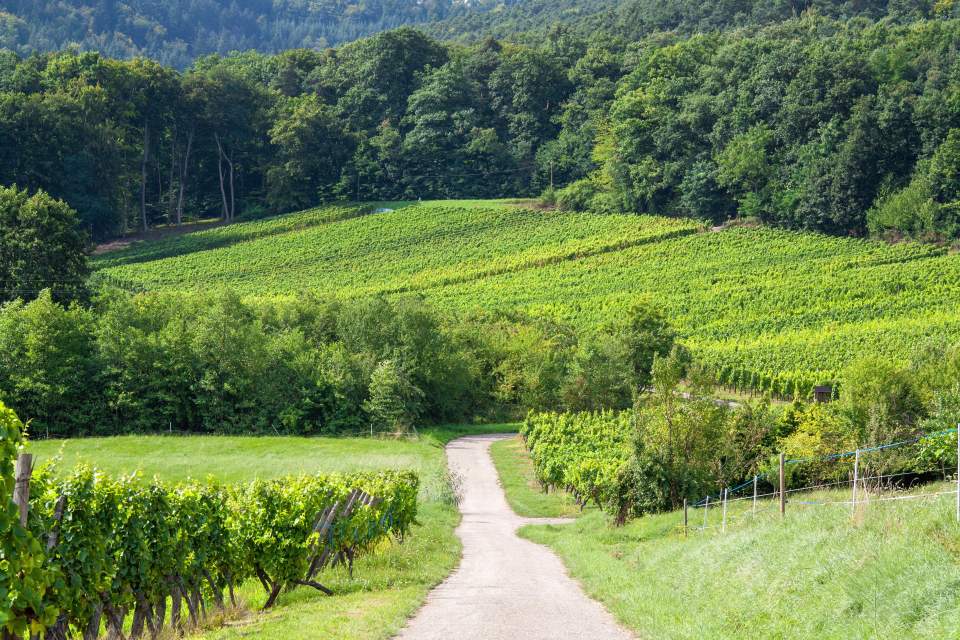Vignoble 